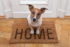 Sådan lærer du din hund at være alene hjemme - Gilpa.dk