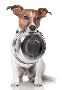 Hvor meget foder skal min hund spise? - Gilpa.dk