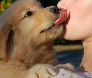 Hvorfor slikker hunde mennesker? - Gilpa.dk