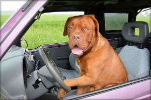 Det skal du gøre, hvis du ser en hund i en varm bil? - Gilpa.dk
