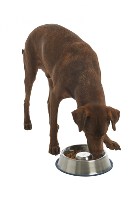 type pelleten skruenøgle Hundeskål til hunde der sluger sin mad | BUSTER foderskål til hunde