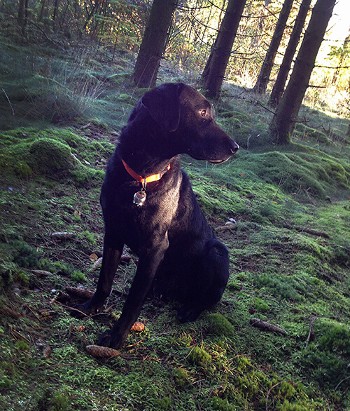 Labradoren Buddy