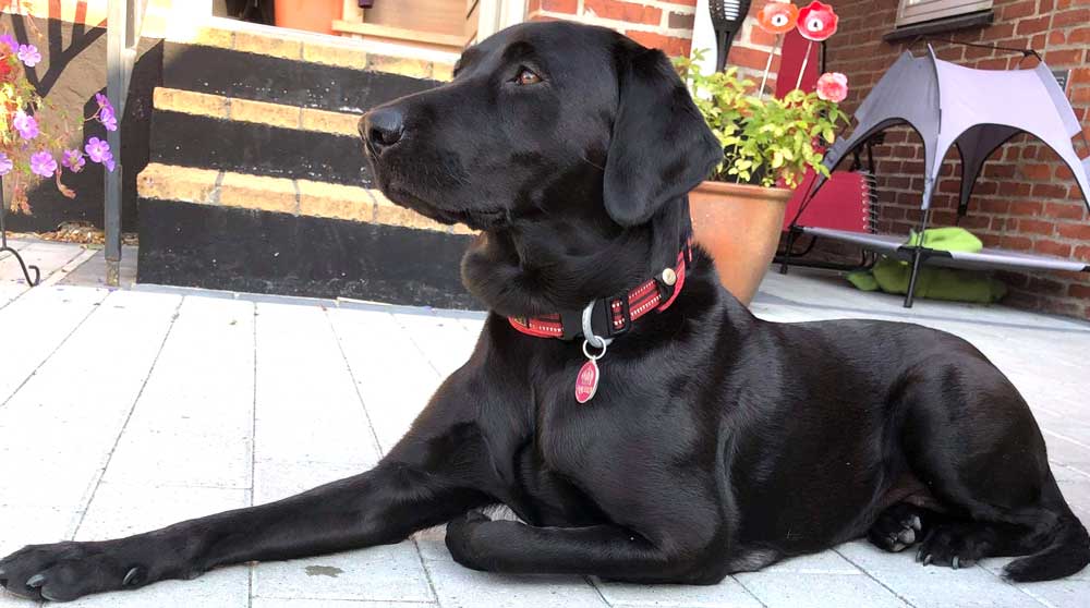 Sort labrador på terrassen