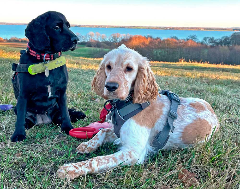 Cocker Spaniel i græsset sammen med sort hund