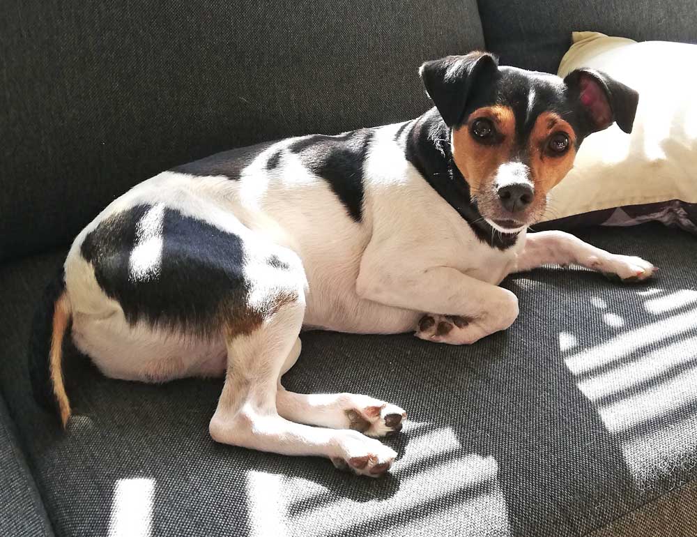 Dansk Svensk Gårdhund nyder solen i sofaen