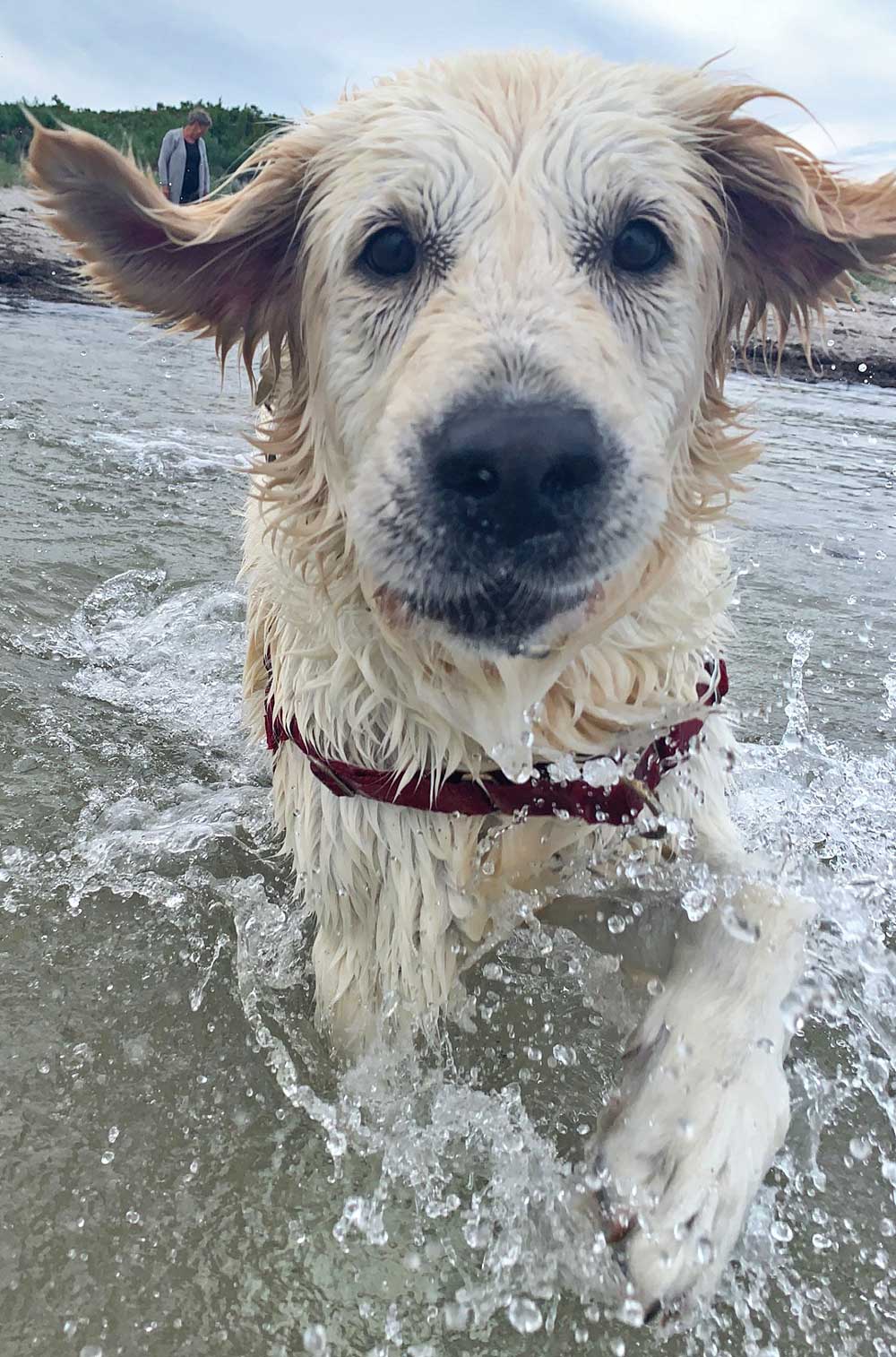 En hvid Golden Retriever løber i havet