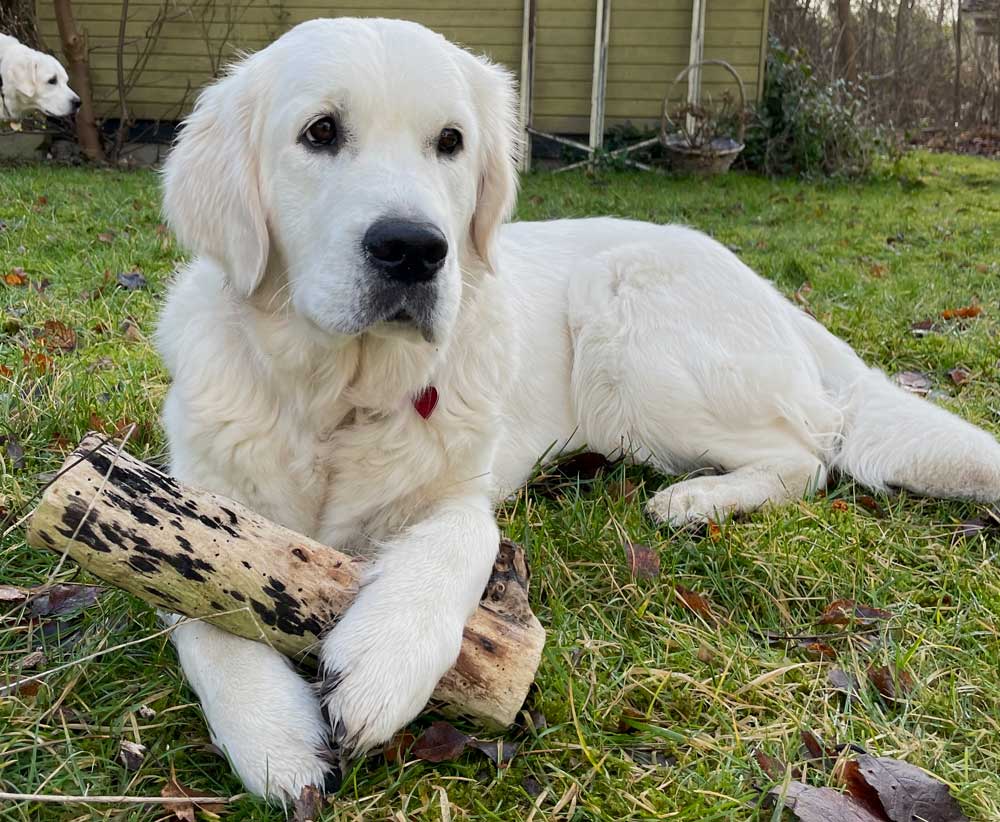 Hvid Golden retriever med pind