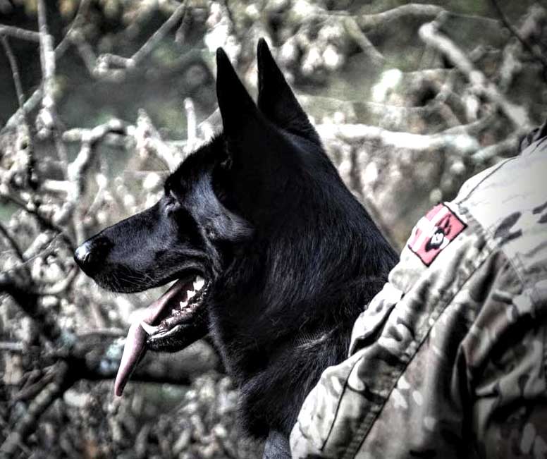 Soldat med sin Schæferhund